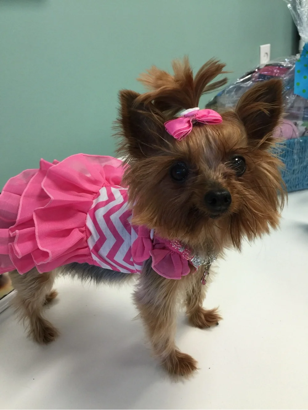 Pink Chevron Ruffle Dog Dress - Cute Pet Apparel XS